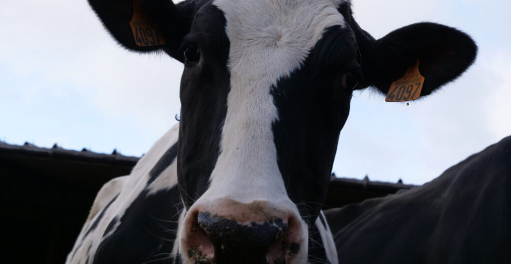 vache laitière