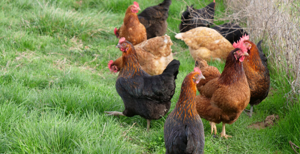 Caste Aliment poules pondeuses